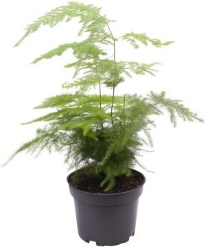 7cm Asparagus plumosus - Hoogte 15cm - Pot 7cm