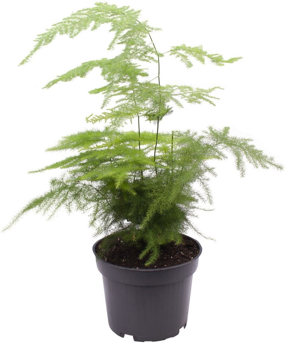 7cm Asparagus plumosus - Hoogte 15cm - Pot 7cm