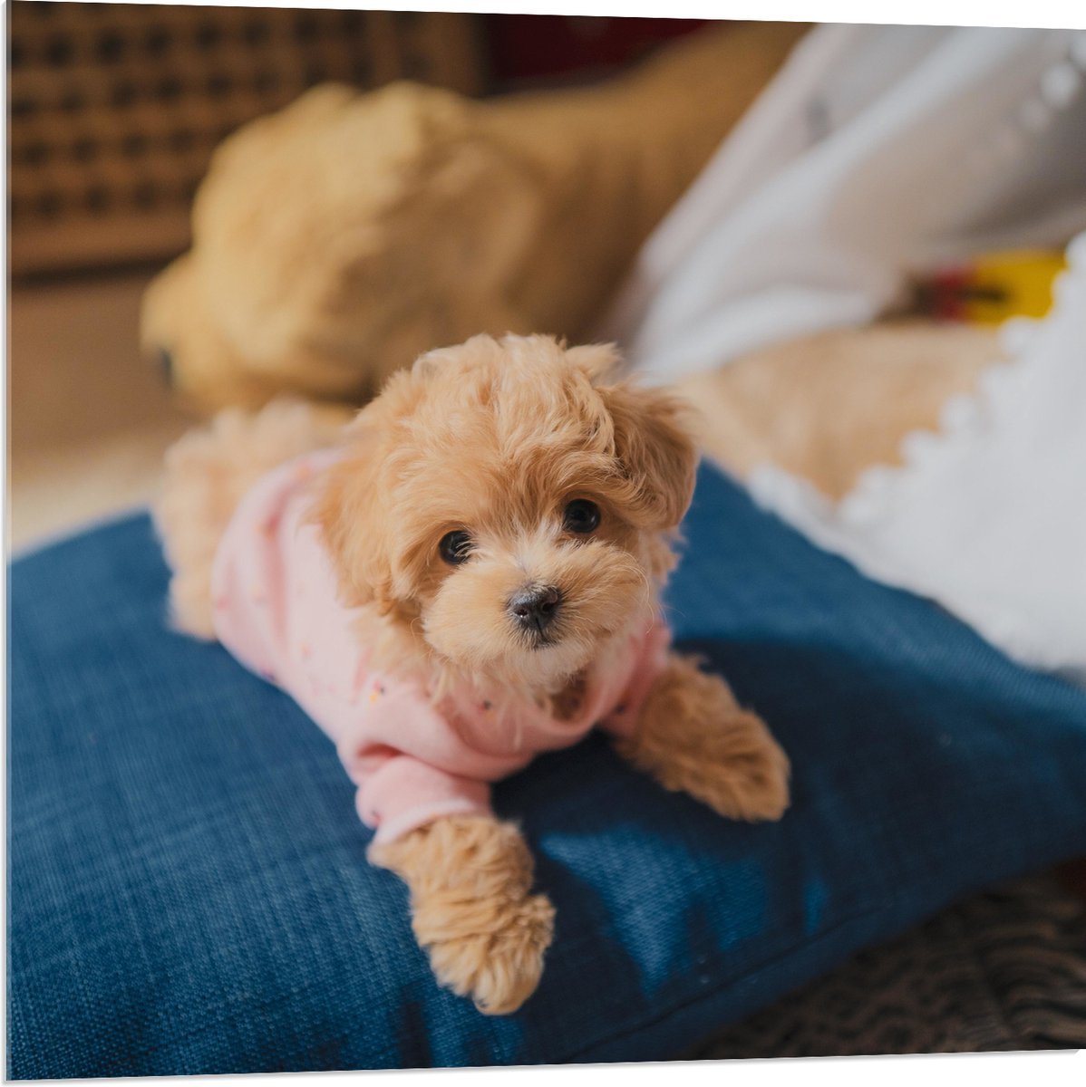 Acrylglas - Maltipoo Puppy liggend op Blauw Kussen - 80x80 cm Foto op Acrylglas (Wanddecoratie op Acrylaat)
