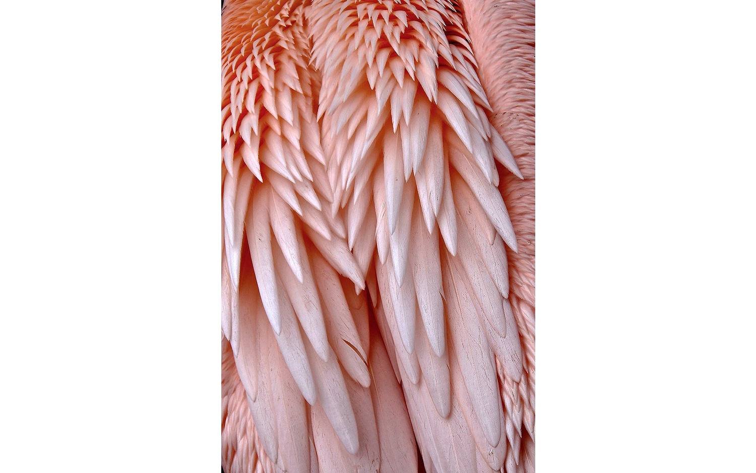 Goossens Schilderij Pink Feather, 148 x 98 cm