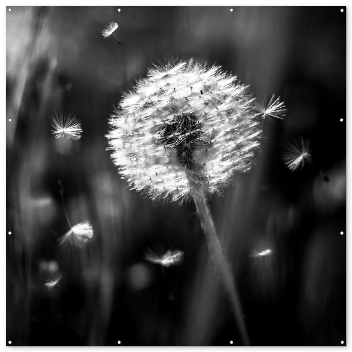 Tuinposter - Paardenbloem - Pluizen - Plant - Zwart - Wit - 200x200 cm - Tuinposter buiten - Tuin - Muurdecoratie - Wanddecoratie